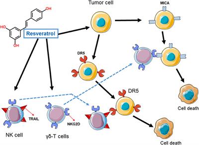 Is Resveratrol a Cancer Immunomodulatory Molecule?